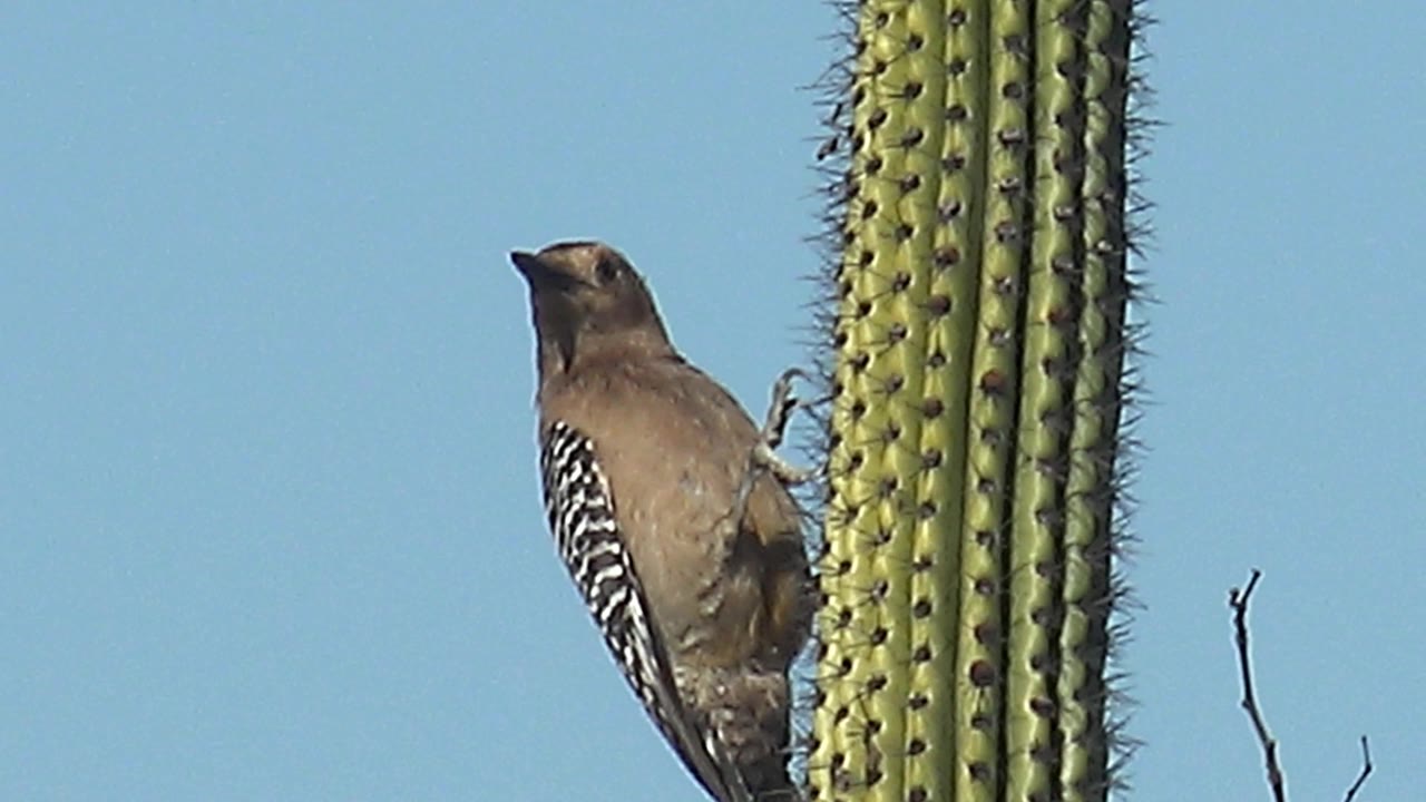 A woodpecker clings beside a tall green saguaro cactus in Cabo Pulmo, Baja California Sur, with its head angled upward and no visible people.