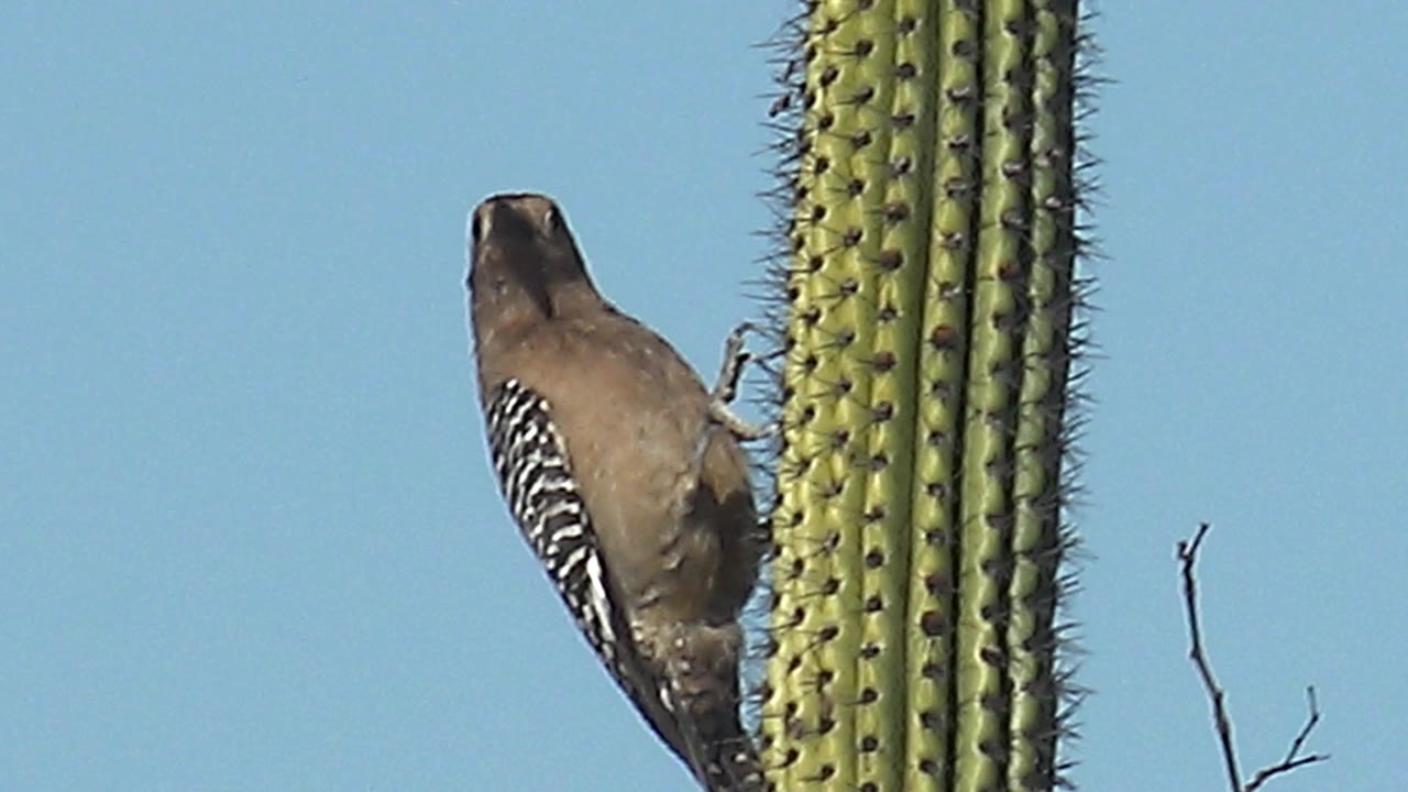 The woodpecker remains pressed to the saguaro in Cabo Pulmo, Baja California Sur, with barred wing markings visible against the clear sky and no visible people.