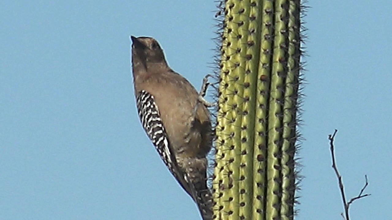 A woodpecker grips the side of a saguaro cactus in Cabo Pulmo, Baja California Sur, while a thin bare twig sits against the blue sky and no visible people appear.