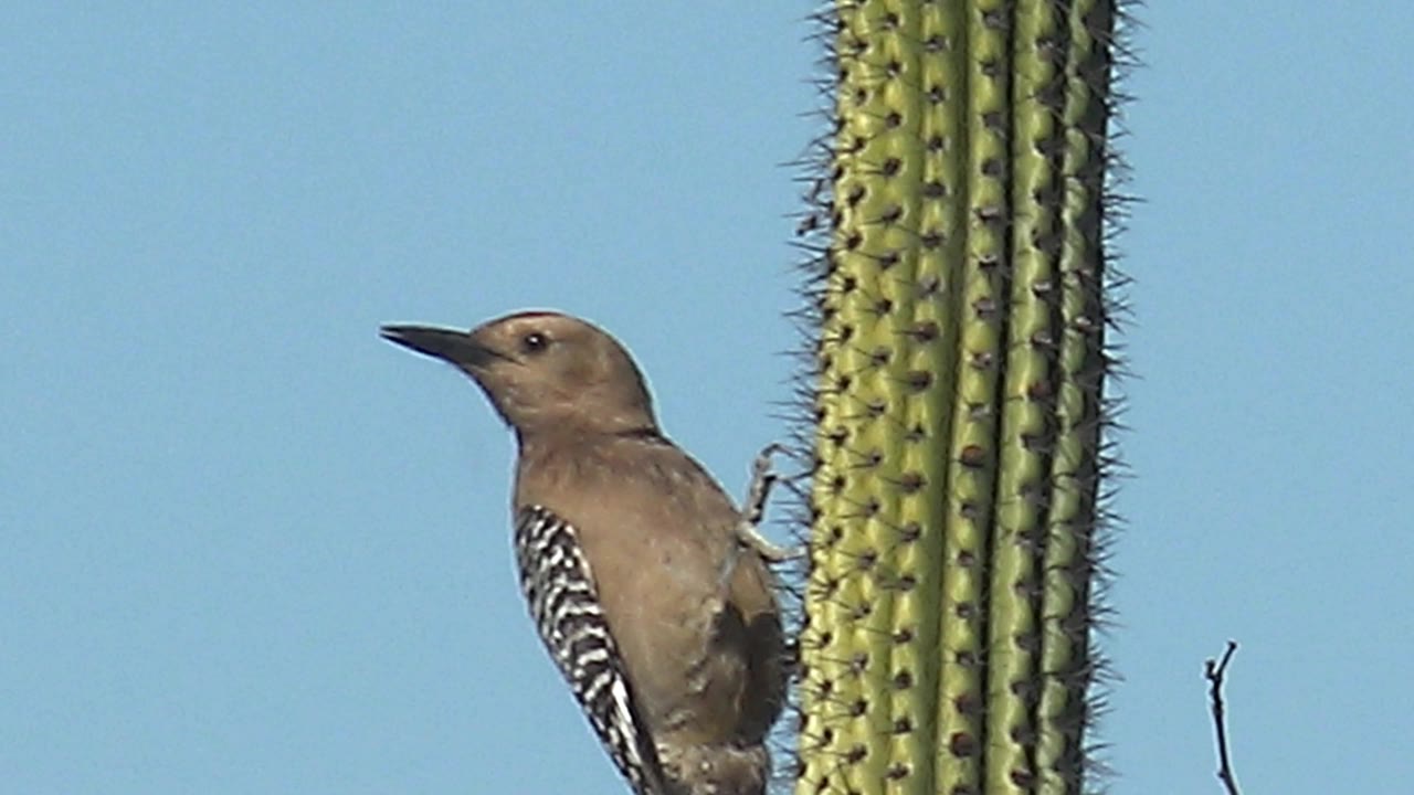In Cabo Pulmo, Baja California Sur, the woodpecker turns its beak left while clinging to the spined saguaro, with clear blue sky behind it and no visible people.