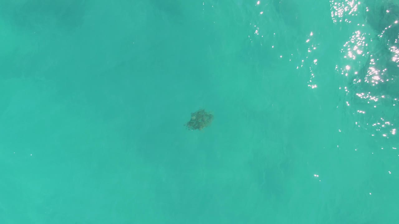 Overhead view of a sea turtle beneath clear turquoise water in La Fortuna, Baja California Sur, with scattered sun reflections near the top of frame and no visible people.