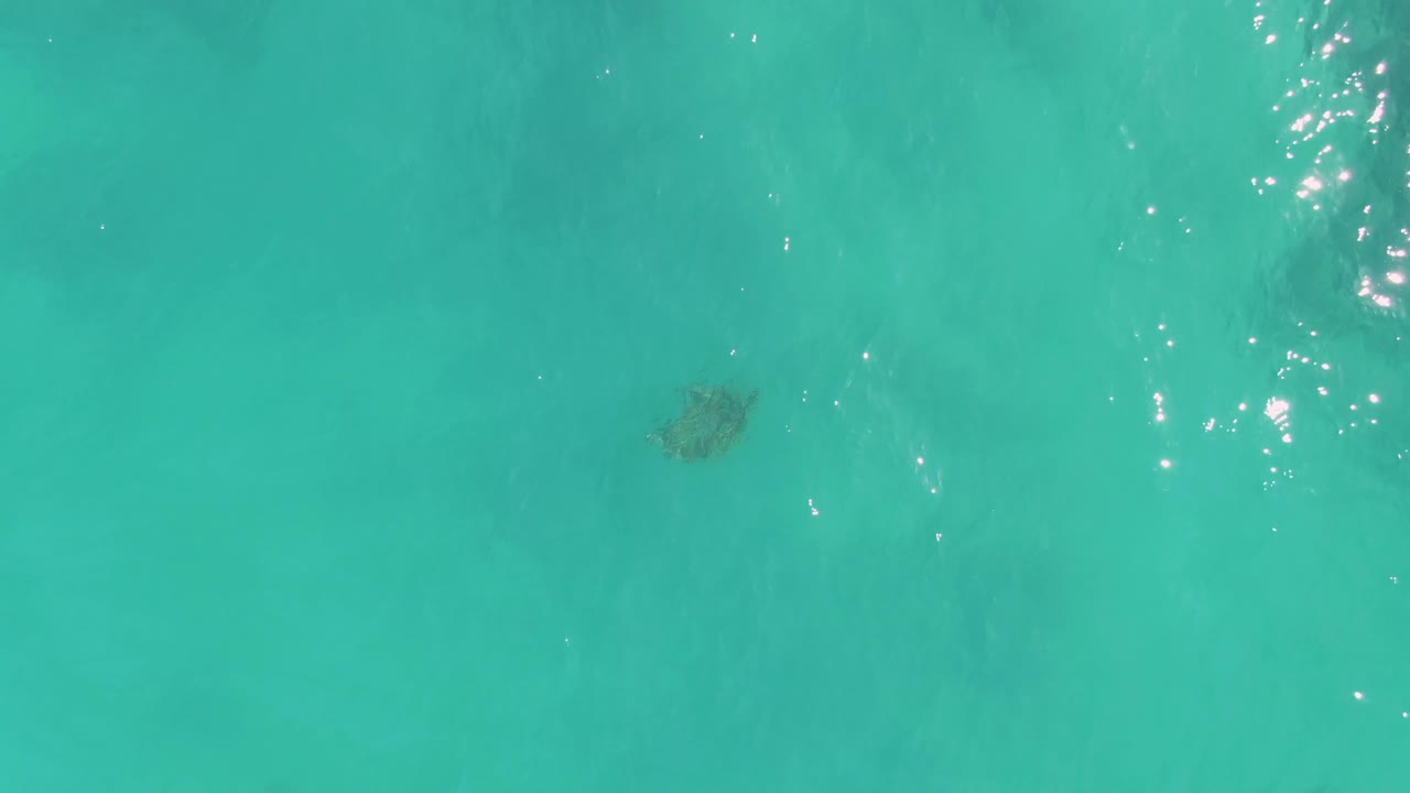 A sea turtle sits below the surface of clear turquoise water in La Fortuna, Baja California Sur, with faint seabed texture and small white light flecks overhead, no visible people.