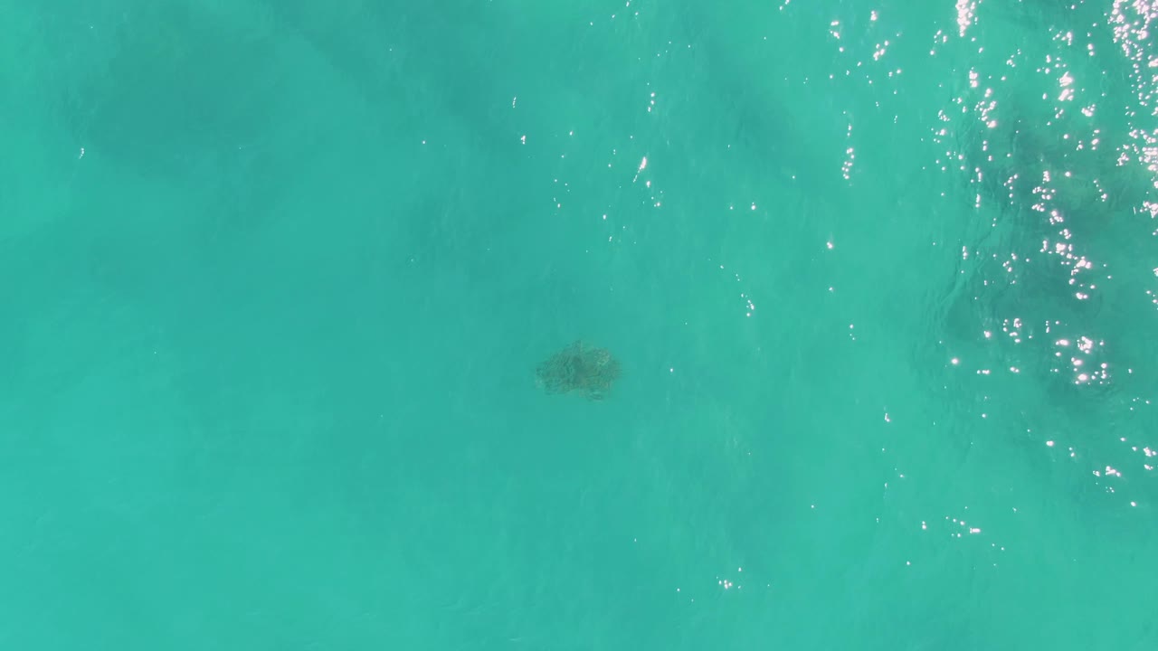 Sea turtle below clear turquoise ocean water with sun reflections.