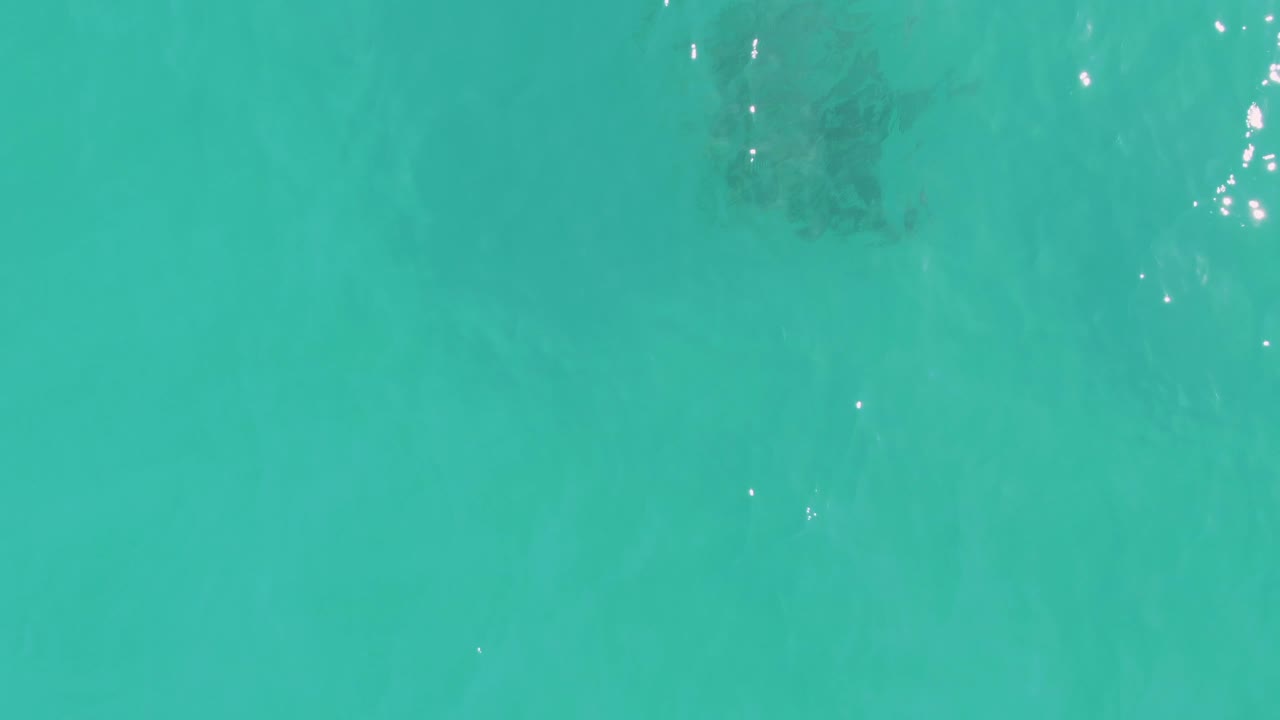 Clear blue-green water with a darker fish cluster under the surface.