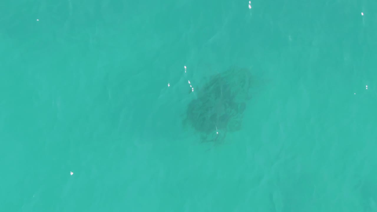 A sea turtle appears as a dark shape below clear turquoise water in La Fortuna, Baja California Sur, with faint ripples and no visible people.