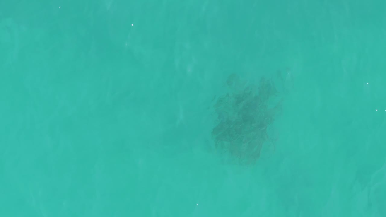 A dark turtle shape remains visible beneath the turquoise surface in La Fortuna, Baja California Sur, with the animal placed toward the right side and no visible people.