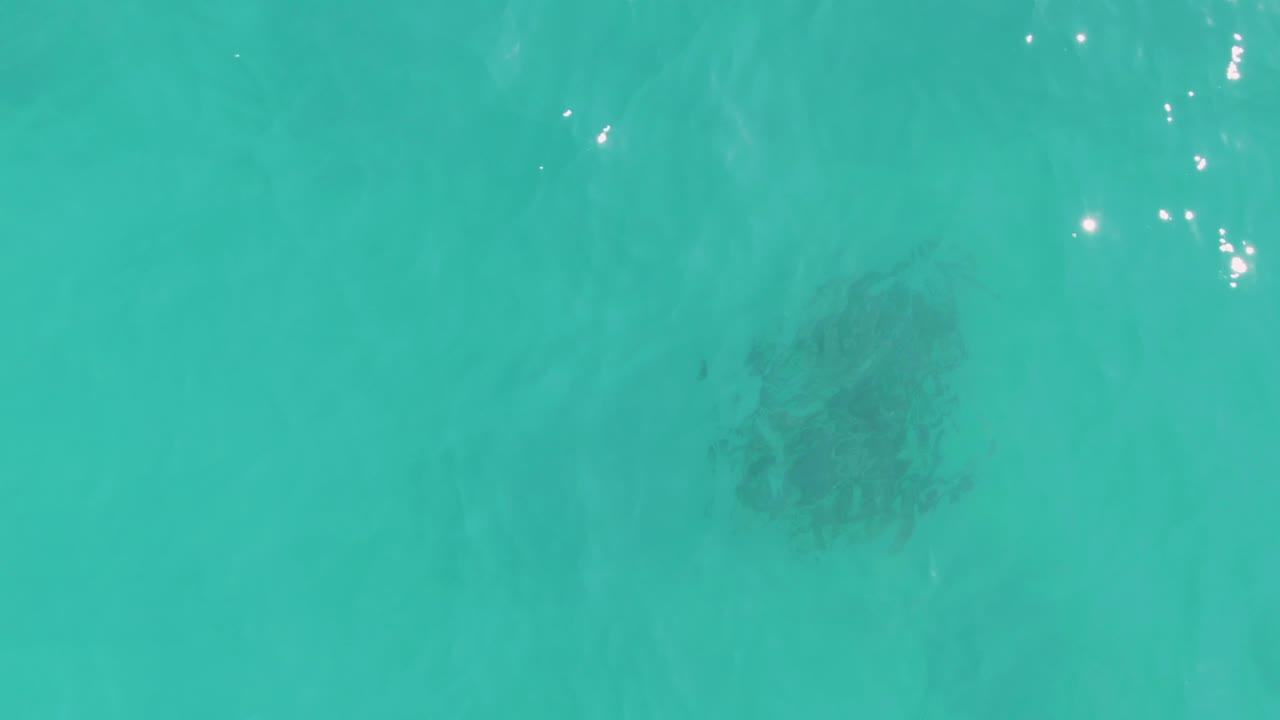 The sea turtle is visible near the lower part of the top-down frame in La Fortuna, Baja California Sur, surrounded by clear turquoise water and no visible people.