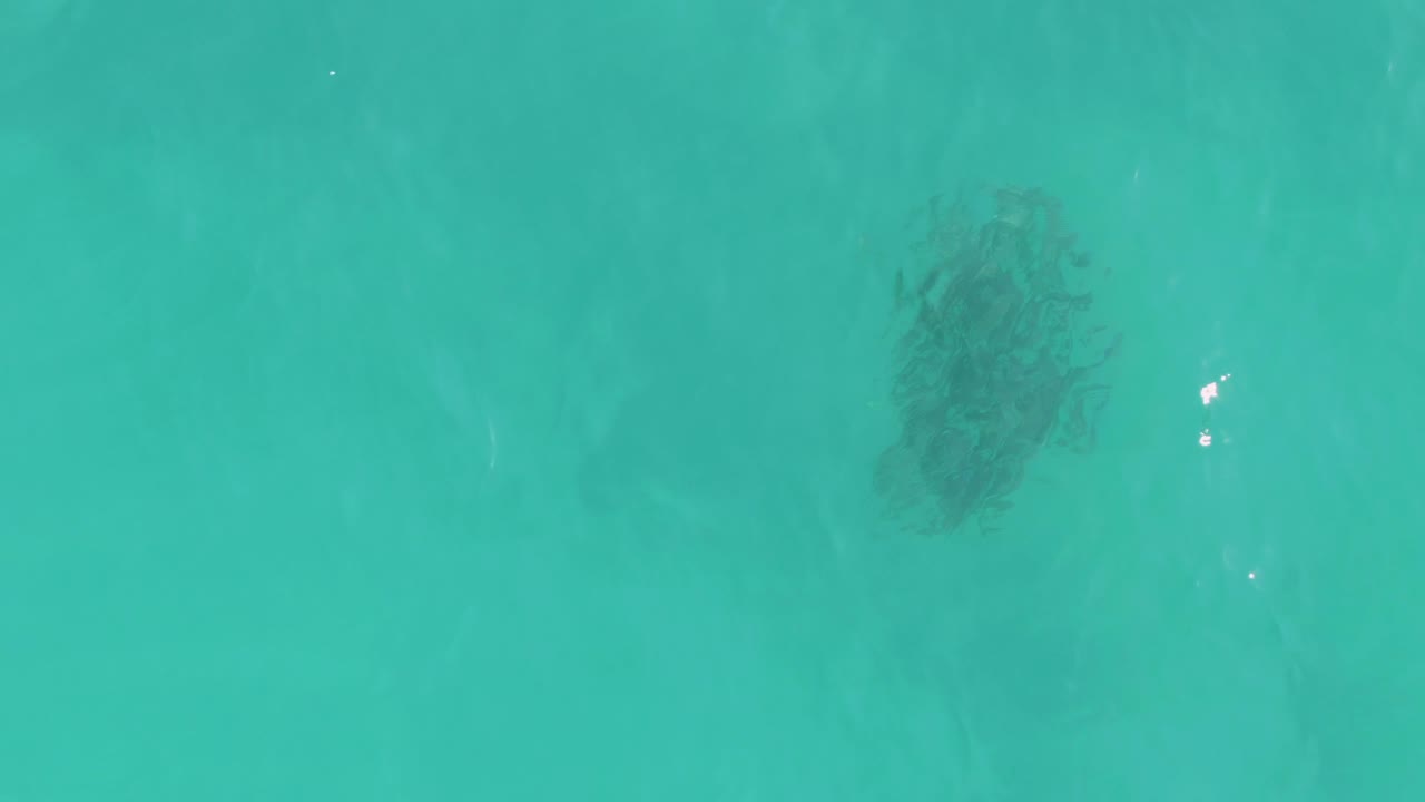 Dark school of fish beneath turquoise water