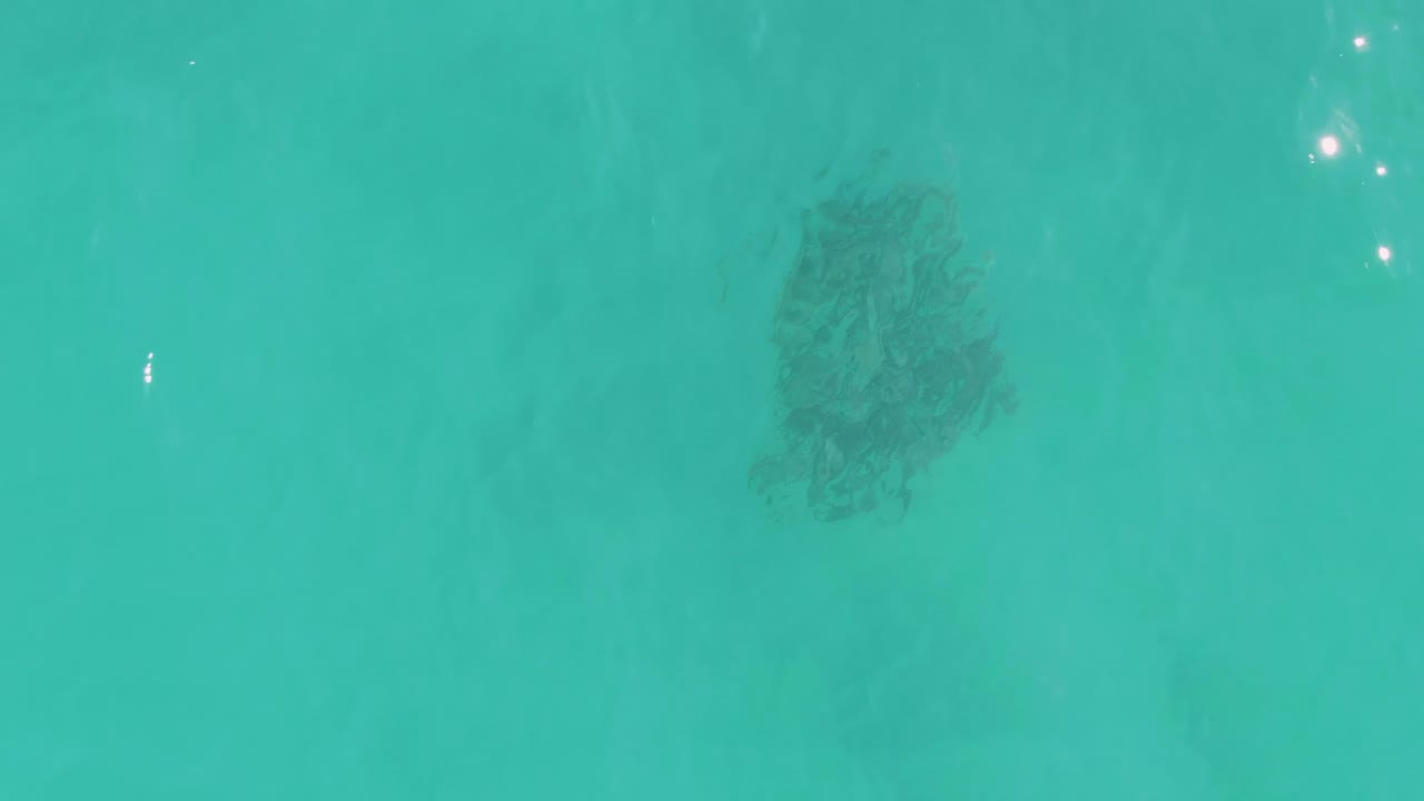 The fish school appears slightly lower in the overhead frame beneath blue-green water in La Fortuna, Baja California Sur, with a few bright surface glints and no visible people.