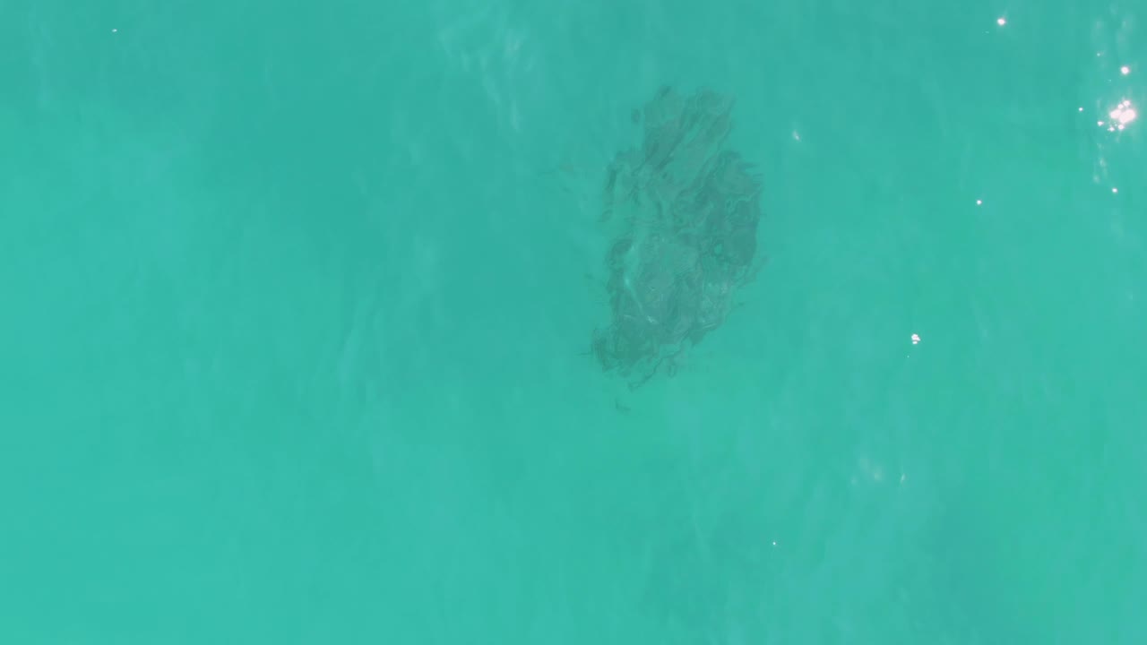 A rounded dark fish school remains visible through turquoise ocean water in La Fortuna, Baja California Sur, with scattered highlights on the surface and no visible people.