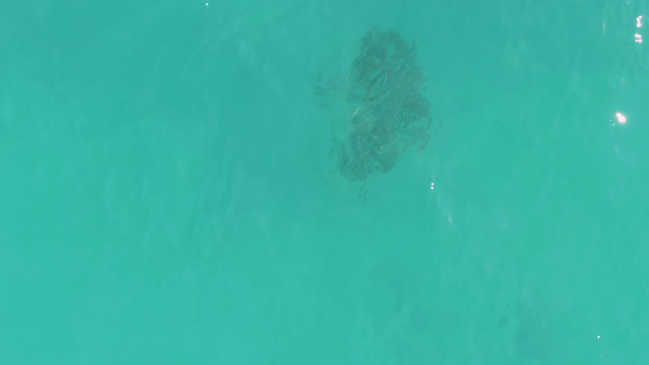 The fish cluster shifts within the overhead view under clear turquoise water in La Fortuna, Baja California Sur, while pale ripples cross the surface and no visible people appear.