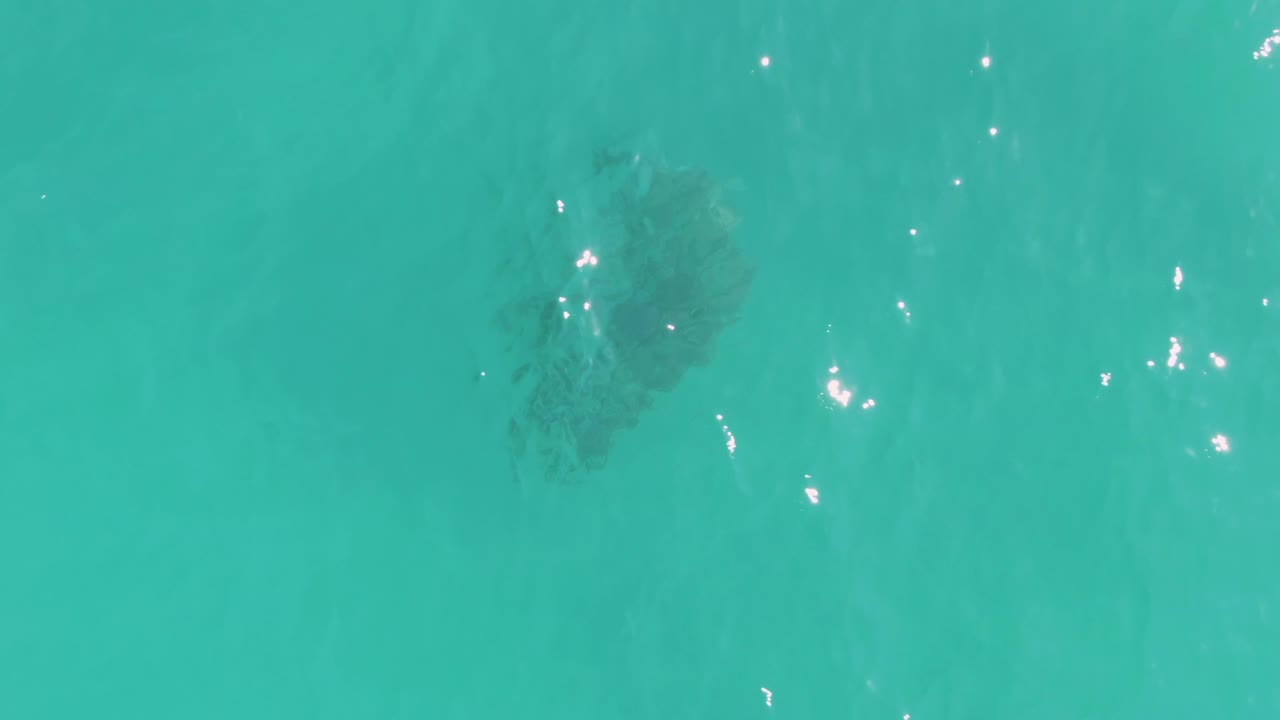 A sea turtle appears as a dark shape below clear turquoise water in La Fortuna, Baja California Sur, with small sun reflections on the surface and no visible people.