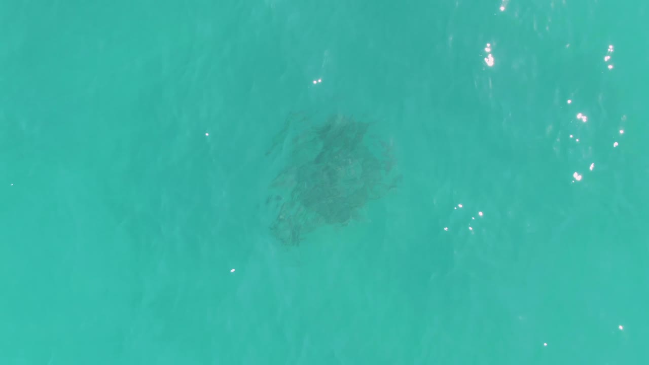 A dark turtle form sits under the clear water near a brighter cluster of sun reflections in La Fortuna, Baja California Sur, with no visible people.