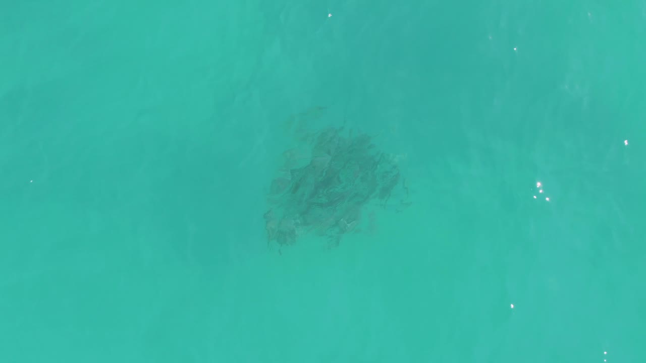 Sea turtle below clear ocean surface with light reflections