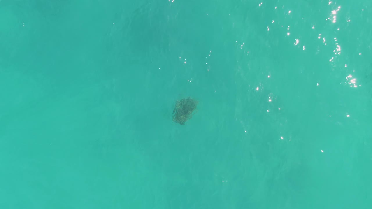 Overhead view of a sea turtle beneath clear turquoise water in La Fortuna, Baja California Sur, with light ripples and no visible people.