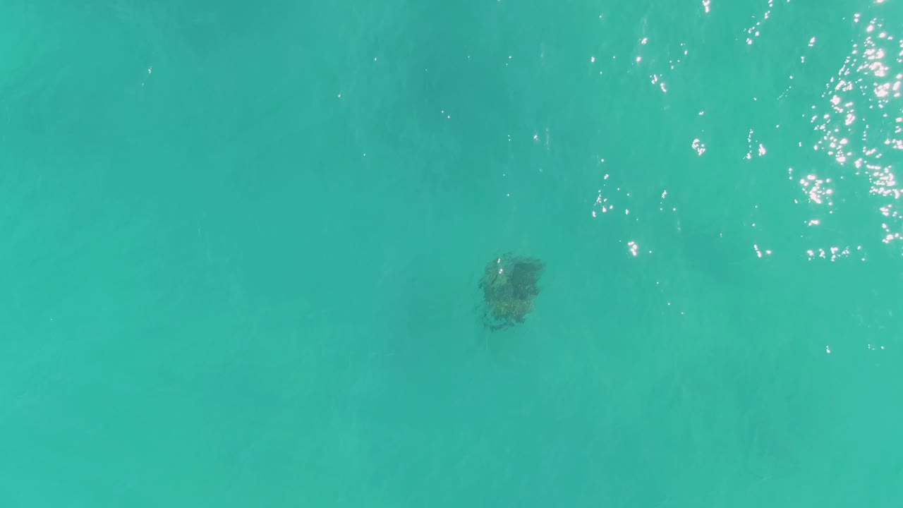 A small sea turtle shape sits under calm turquoise water in La Fortuna, Baja California Sur, with a cleaner open-water area and no visible people.