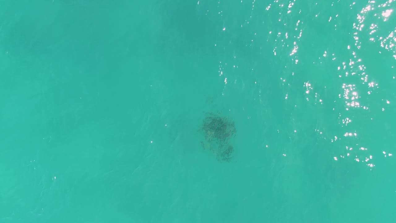 Sea turtle visible below clear turquoise water near La Fortuna, Baja California Sur, with scattered sunlight reflections and no visible people.