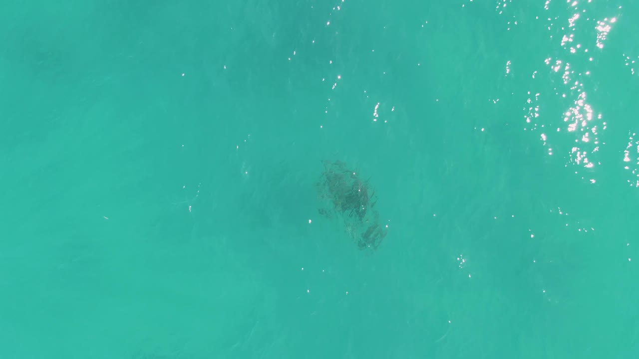A dark sea turtle form sits below blue-green ocean water in La Fortuna, with soft underwater color patches and no visible people.