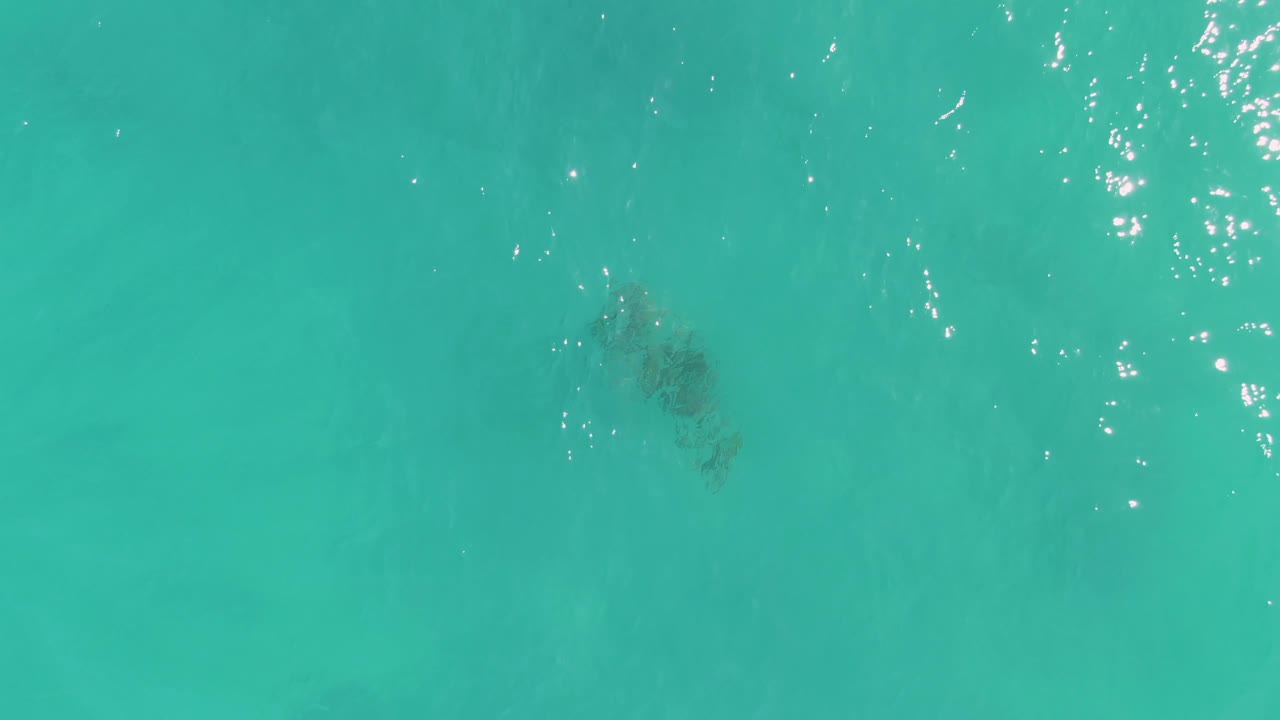 Turtle shape below turquoise water with reflections along the right edge.