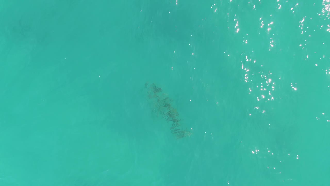 At 0:00, a manatee is visible below clear turquoise water in La Fortuna, Baja California Sur, with bright surface sparkles near the top and no visible people.
