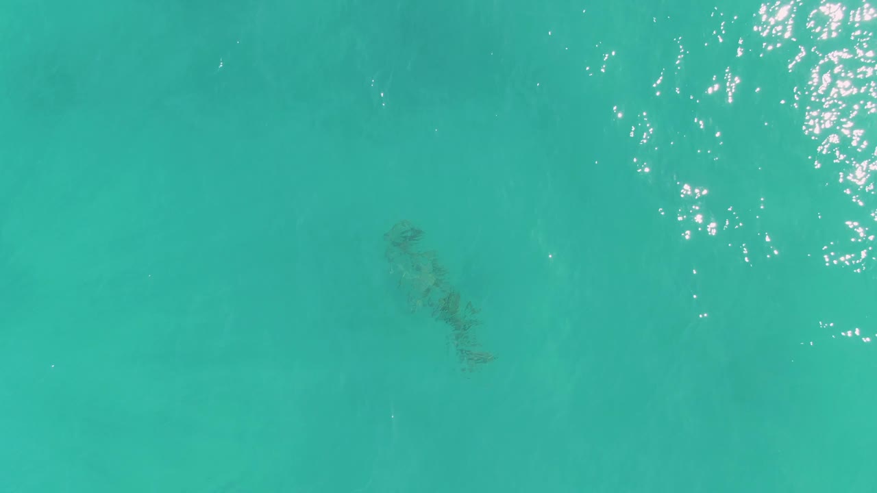 Submerged manatee in clear teal water