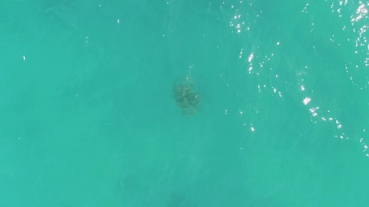 Sea turtle below turquoise water with sun reflections.