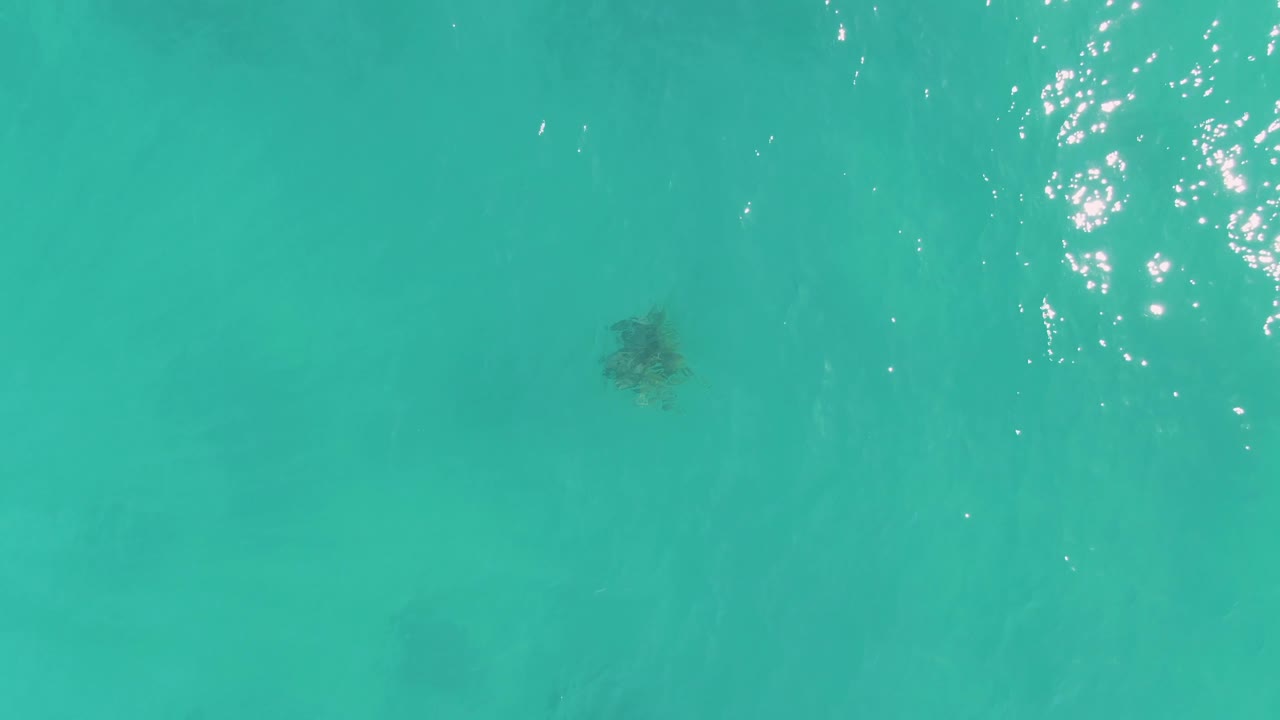 Overhead frame of the turtle under clear turquoise water in La Fortuna, Mexico, with white sun flecks at the upper right and no visible people.