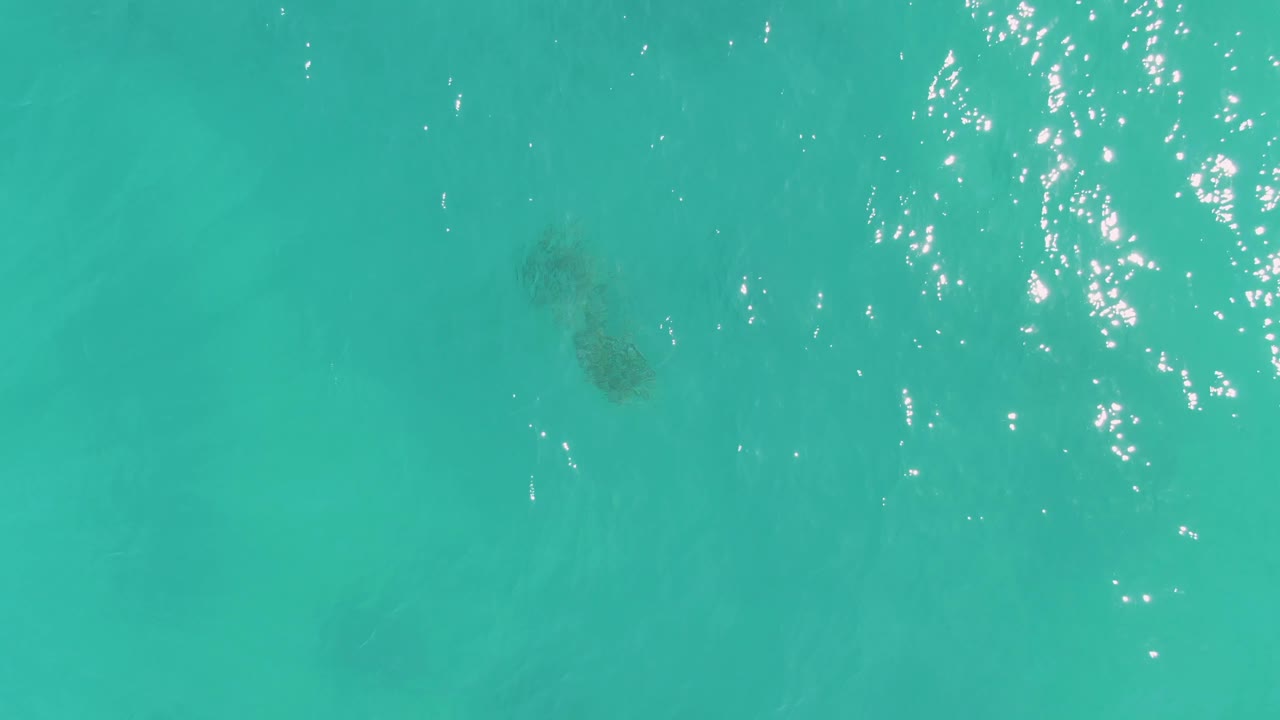 At La Fortuna, Baja California Sur, the turtle is seen as a darker shape beneath the turquoise ocean surface, with faint seabed texture and scattered sunlight, and no visible people.