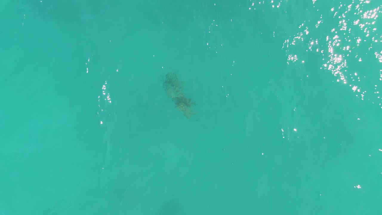 At La Fortuna, Baja California Sur, the sea turtle sits below the clear water near the left portion of frame as sunlight breaks into small white flecks across the surface, with no visible people.