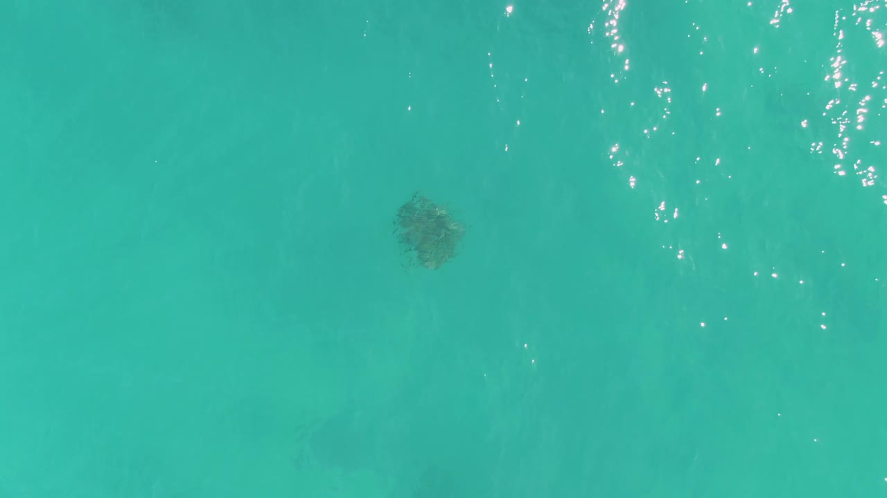 Overhead view of a sea turtle beneath clear turquoise water in La Fortuna, Baja California Sur, with bright surface glints and no visible people.