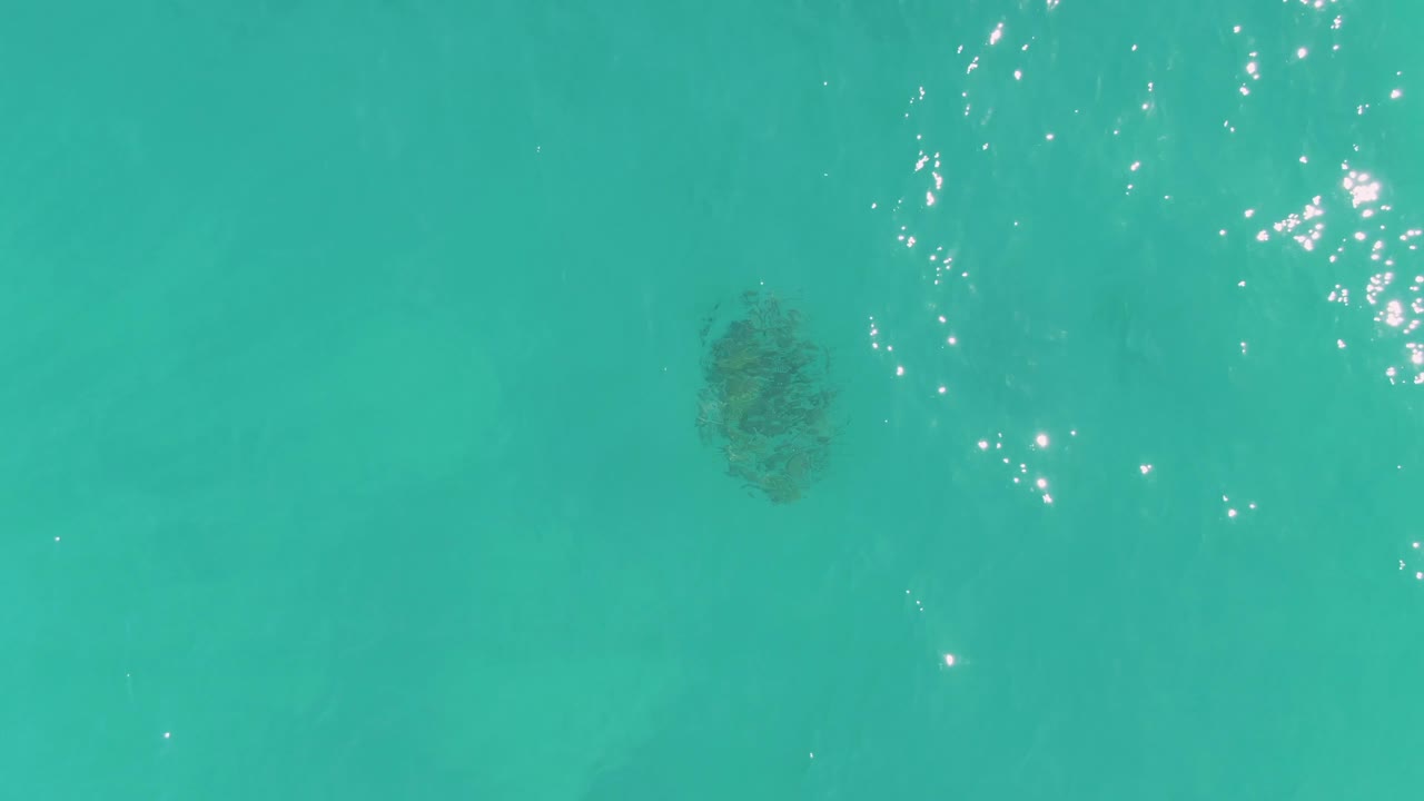Overhead view of clear turquoise water in La Fortuna, Baja California Sur, with a small dark coral formation beneath faint ripples and no visible people.