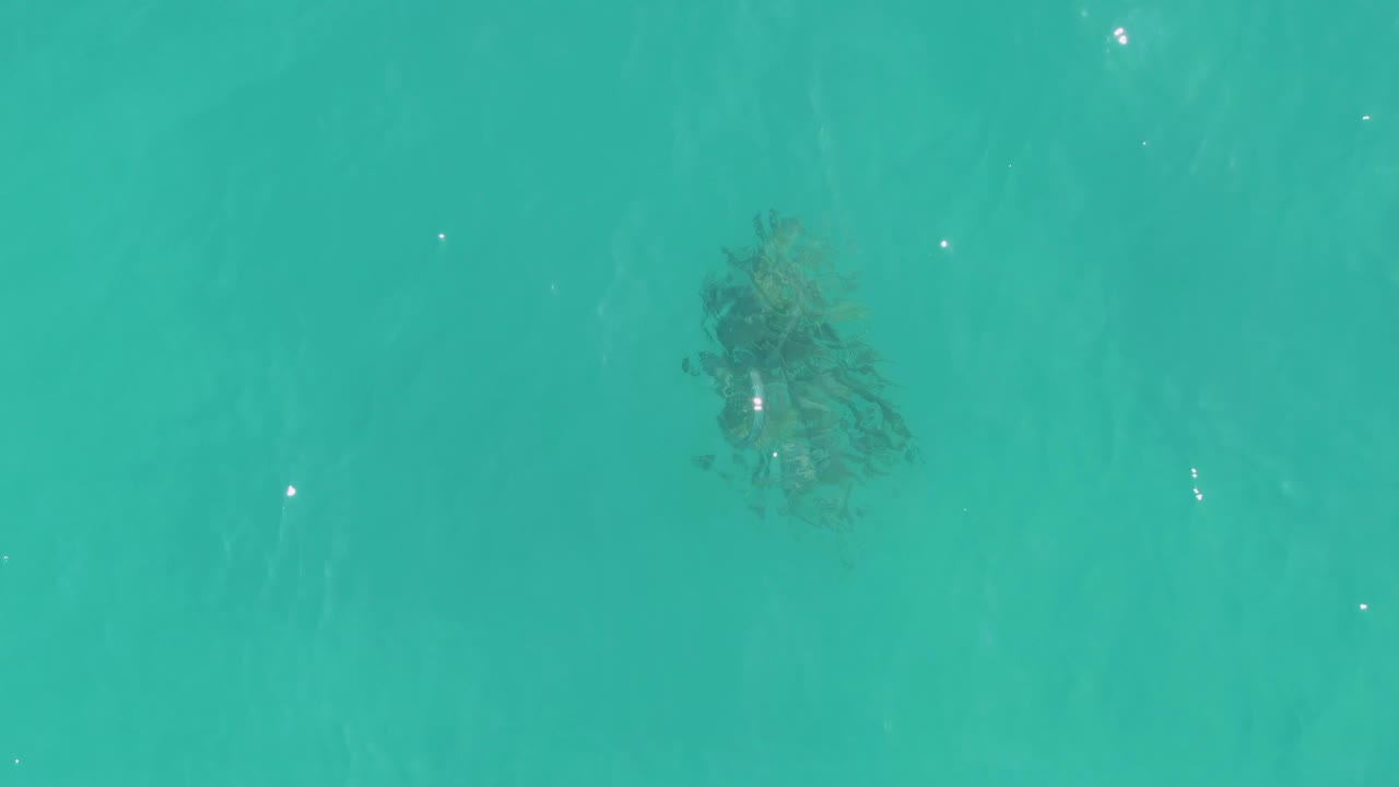 Larger view of coral beneath clear turquoise water with soft ripples.