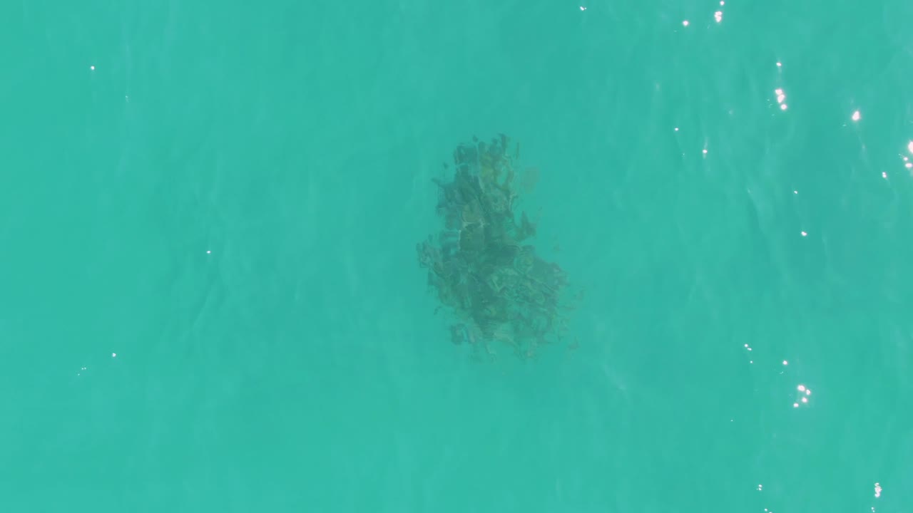 Dark underwater seaweed patch in turquoise ocean water