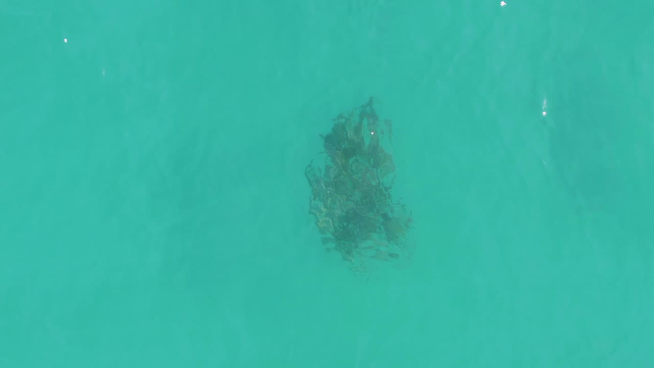 A dark underwater vegetation shape sits slightly lower in the turquoise water at La Fortuna, Baja California Sur, with soft surface texture and no visible people.