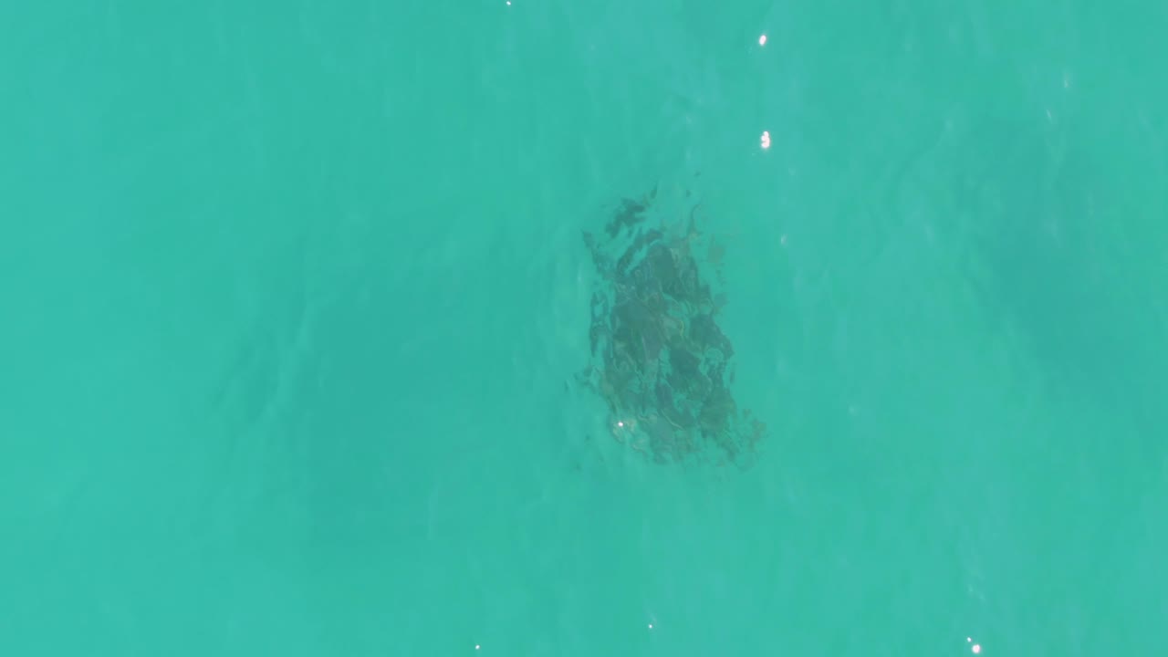 The seaweed-like mass appears nearer the upper portion of a top-down turquoise ocean frame in La Fortuna, Baja California Sur, with clear water and no visible people.