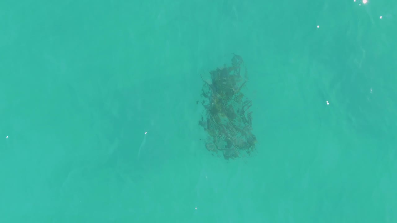 A larger dark patch of marine vegetation is visible through turquoise water in La Fortuna, Baja California Sur, with ripples crossing the surface and no visible people.