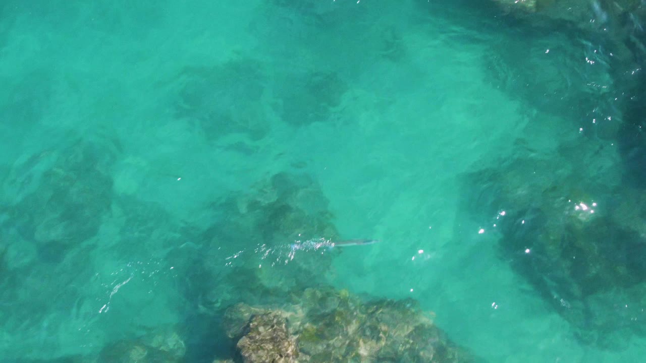A small slender fish is visible in clear turquoise water at Buzzards Beach, swimming above submerged rocks and ripples with no visible people.