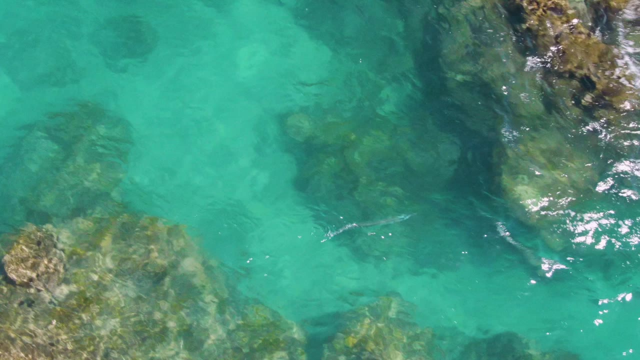 Aerial frame from Buzzards Beach showing the fish between darker submerged rocks in clear green-blue water, with small white reflections on the surface and no visible people.