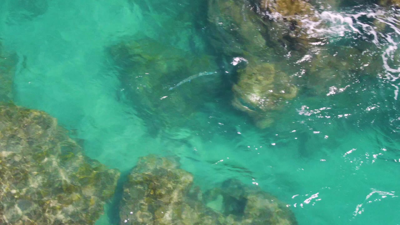 Overhead Buzzards Beach view with the fish crossing a darker patch of shallow water near submerged rocks, bright surface highlights, and no visible people.