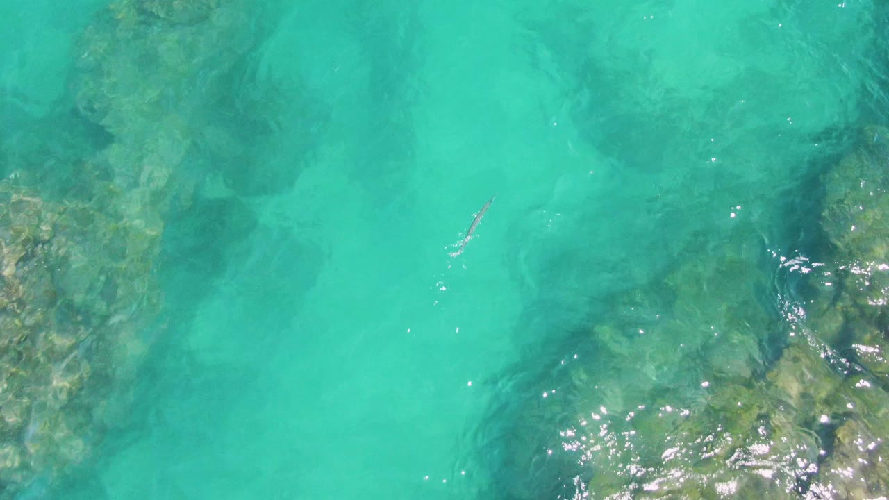Small fish near the center of clear turquoise water over submerged rocks at Buzzards Beach, Baja California Sur, with no visible people.