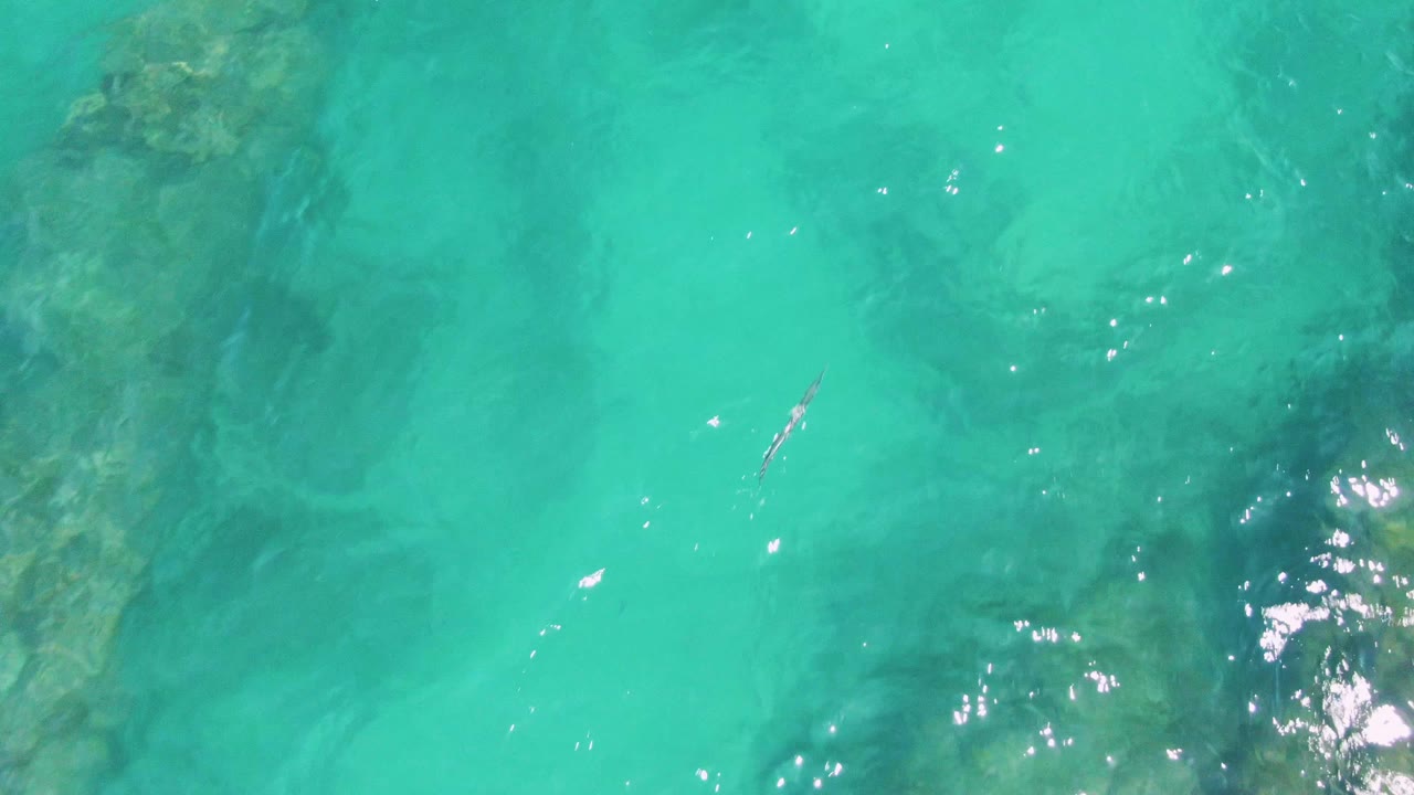 Small fish in shallow turquoise water at Buzzards Beach, positioned near bright surface reflections and faint submerged rock texture, with no visible people.