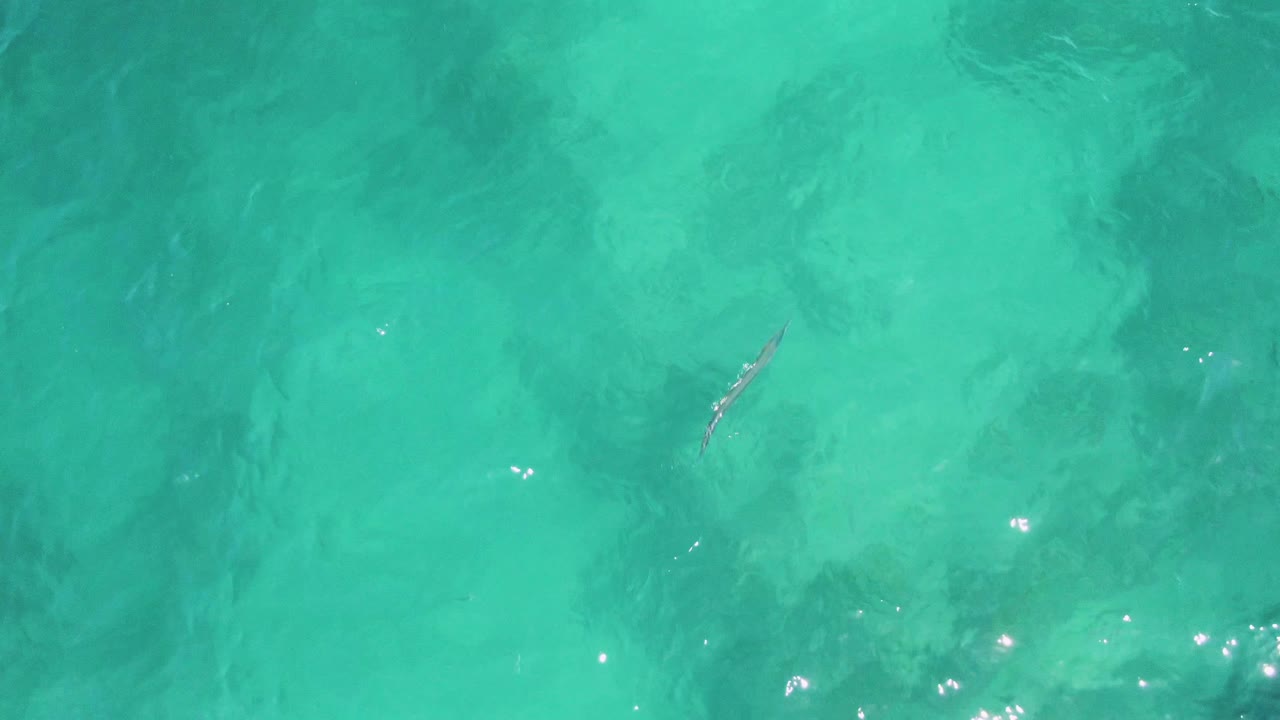 Slim fish beneath turquoise water with ripples and sun glints.