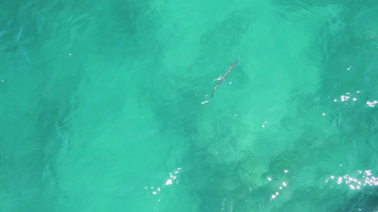 At Buzzards Beach in Baja California Sur, the fish appears near the lower left of the frame under turquoise water, with darker submerged shapes and no visible people.