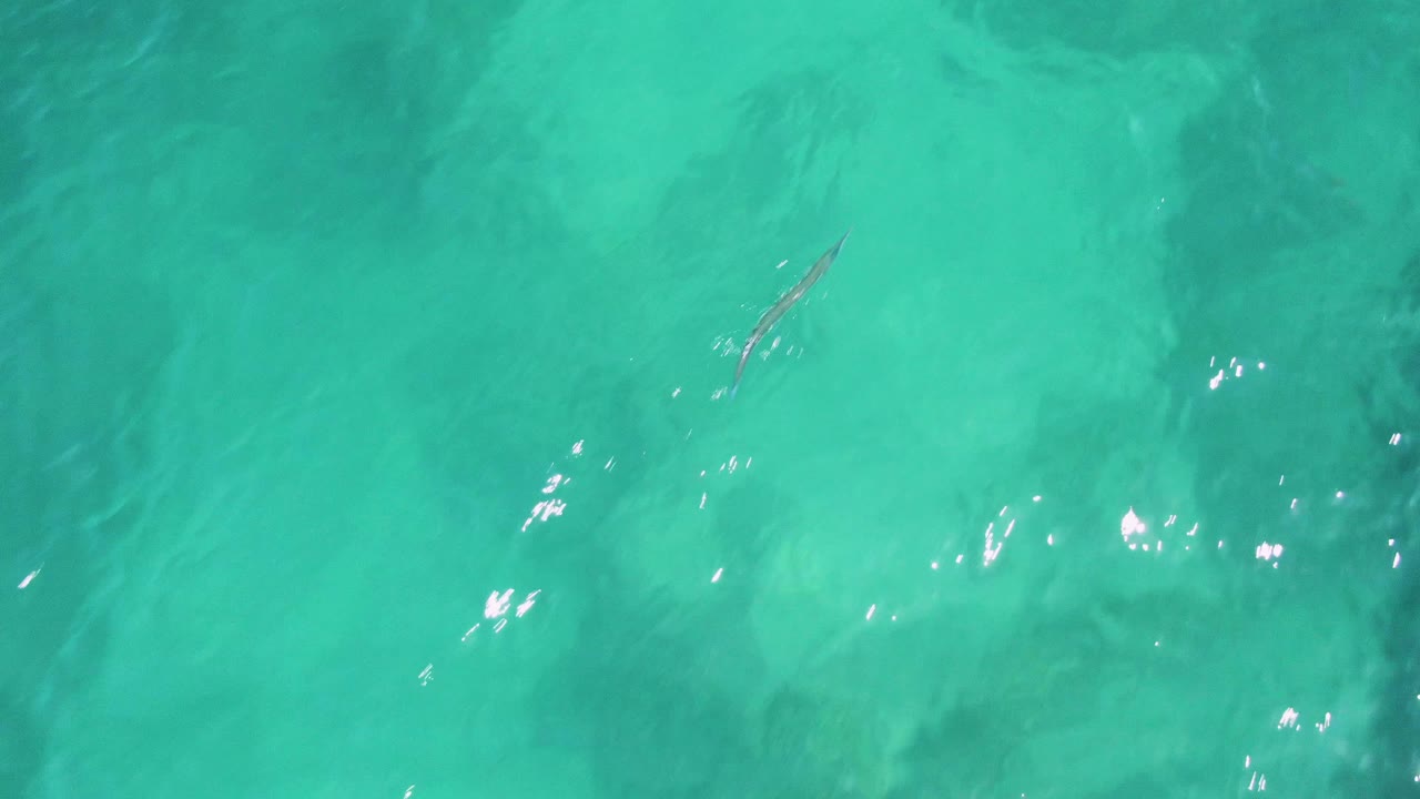 At Buzzards Beach in Baja California Sur, a small fish is visible near the upper middle of the frame beneath clear turquoise water and scattered bright reflections, with no visible people.