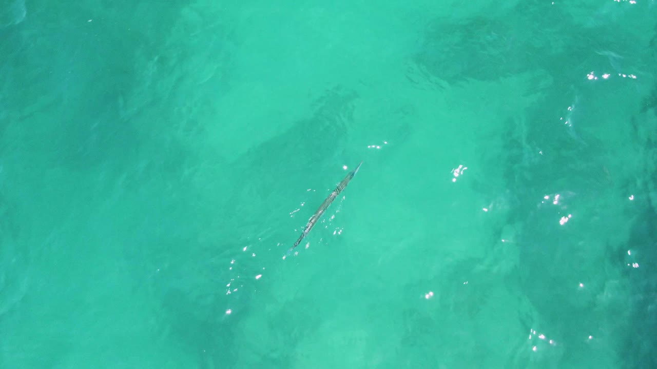 At Buzzards Beach in Baja California Sur, the fish is positioned toward the right side under turquoise water, with faint underwater texture and no visible people.