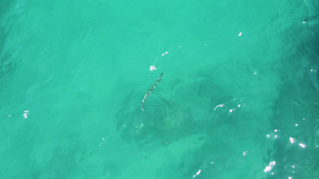 Top-down turquoise water with a slender fish and dark submerged patches.