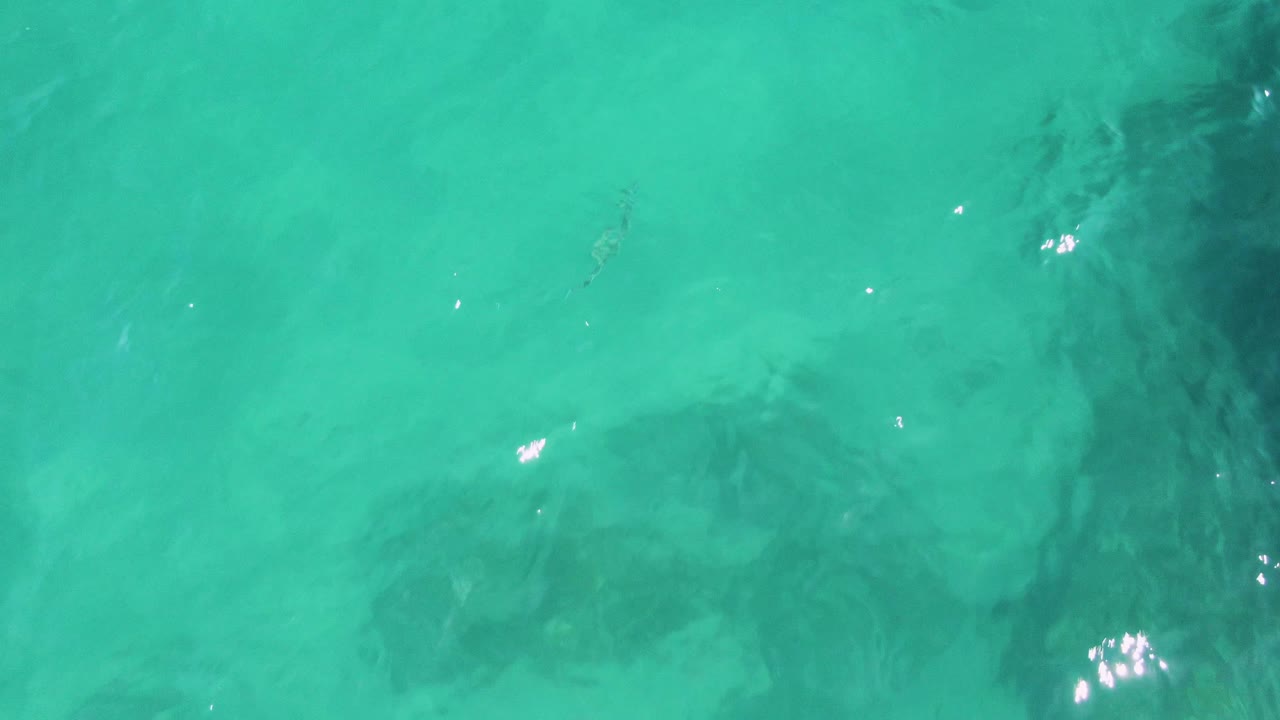 Top-down Buzzards Beach frame with a small fish shape near the center over pale sandy seabed and faint darker underwater patches, with no visible people.