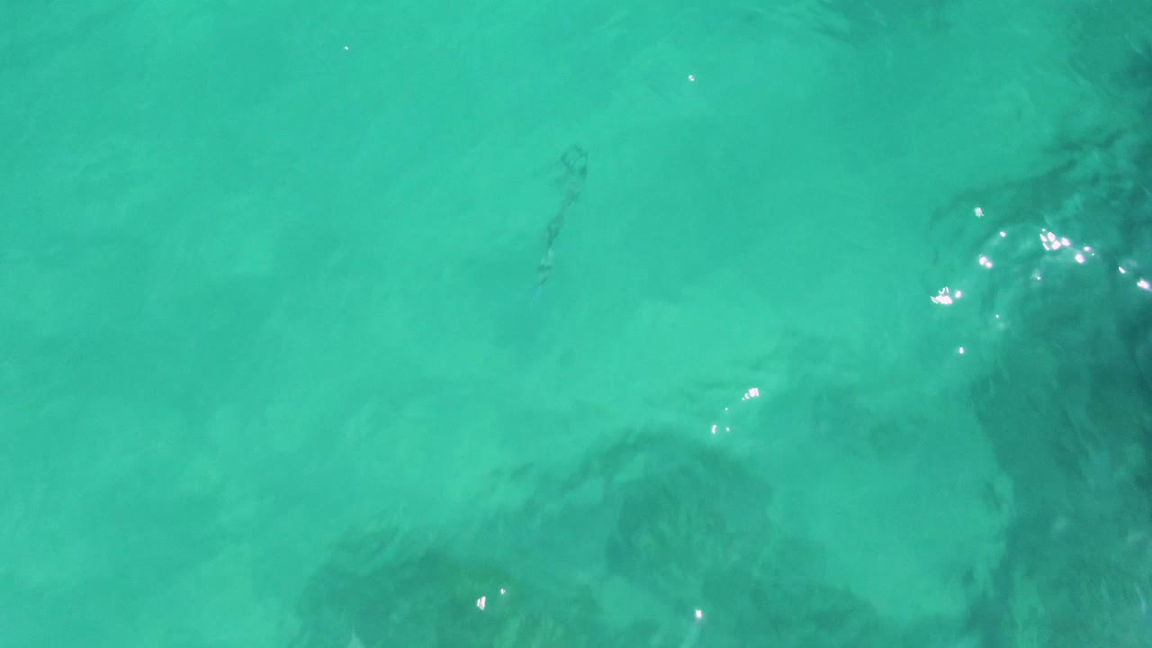Buzzards Beach aerial frame showing the fish lower and left of center in turquoise shallow water, with darker seabed areas and scattered sun reflections, with no visible people.