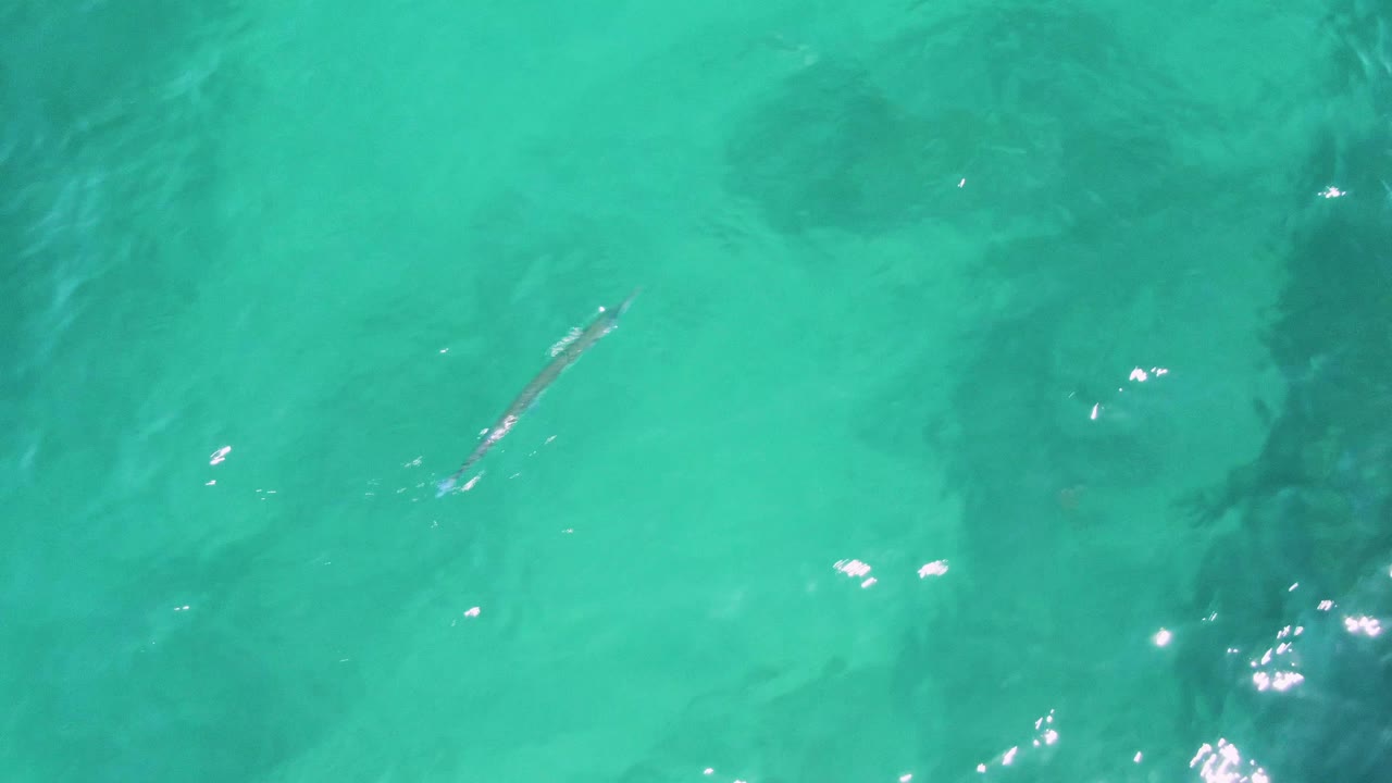 Long fish in shallow turquoise water with dark seabed patches.