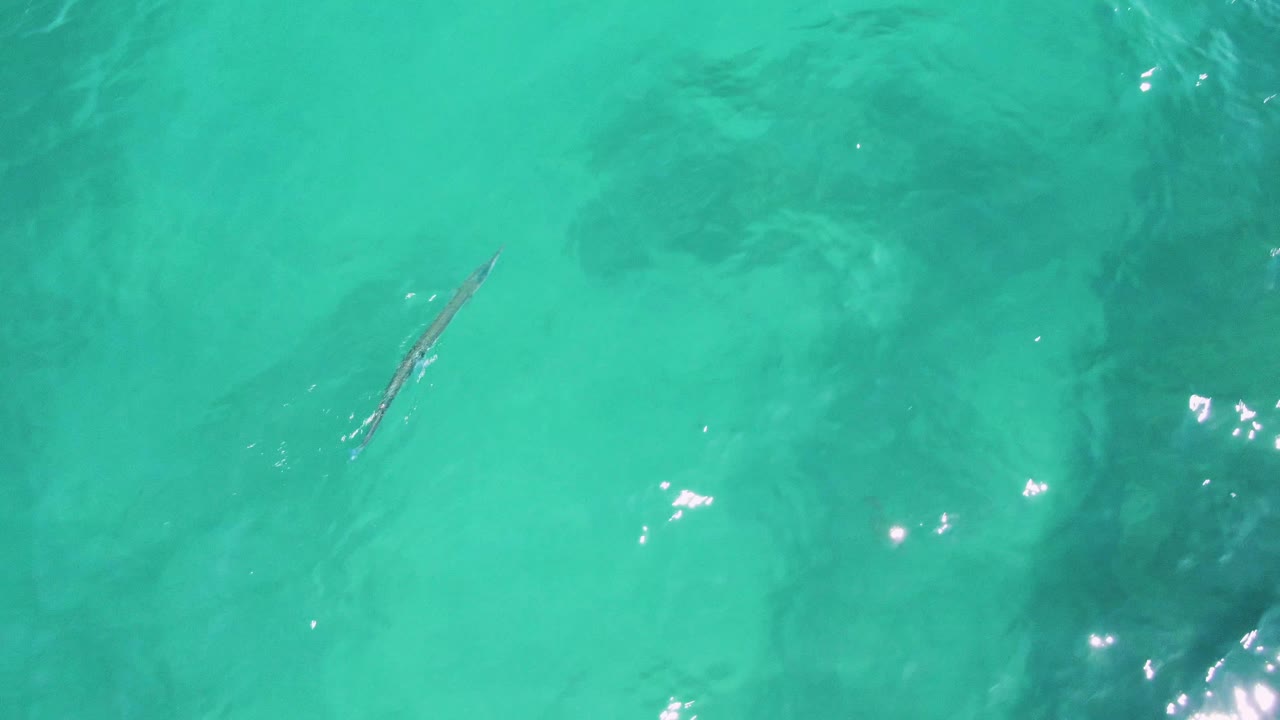 At 0:01, the fish sits near the center of the overhead view at Buzzards Beach, surrounded by clear turquoise water, ripples, and no visible people.